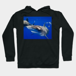 Close Encounter With An Oceanic White Tip Shark Hoodie